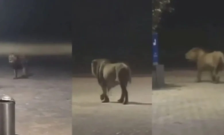 Lion roaming around petrol pump, video creates sensation