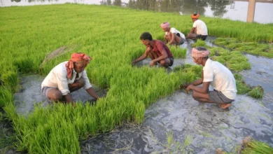 Right time for farmers to harvest crops, huge shortage of rain
