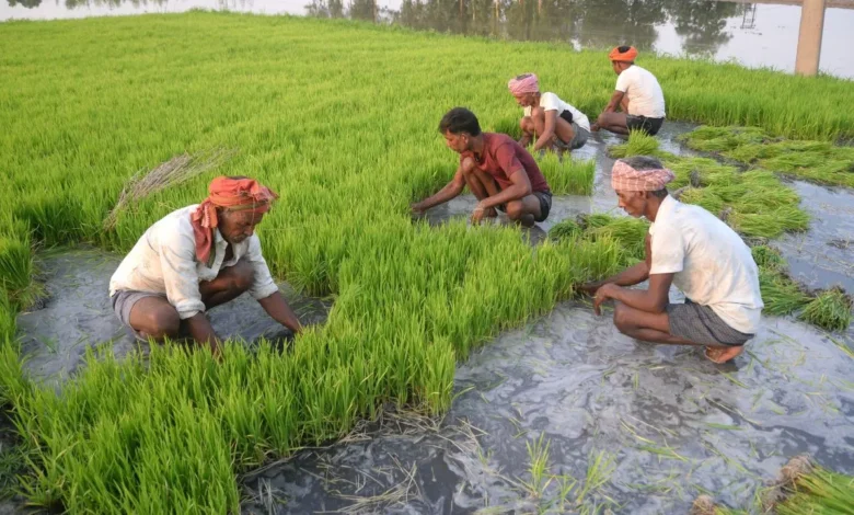 Right time for farmers to harvest crops, huge shortage of rain