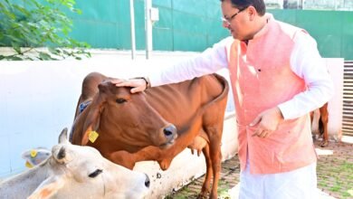 Chief Minister Pushkar Singh Dhami performed havan, worshiped girls and cows on Navratri Mahanavami, wished for the prosperity of the state