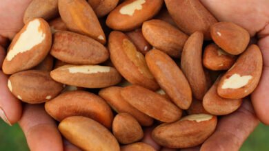 Consumption of Brazil Nut: Many benefits for health along with weight loss, know the findings of the study