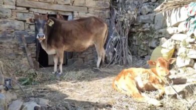Disease hits cattle in Pauri Garhwal: 8 to 10 deaths in 1 month, samples sent for testing