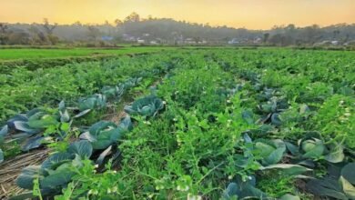 Promotion of chemical free farming: Farmers support National Natural Farming Mission, but challenges arise