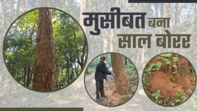 Sal borer insect wreaks havoc in Kumaon forests: Forest department alert