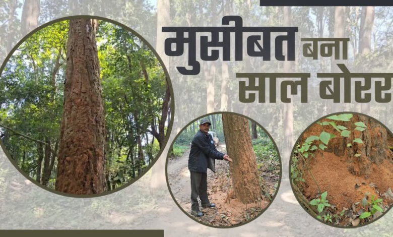 Sal borer insect wreaks havoc in Kumaon forests: Forest department alert