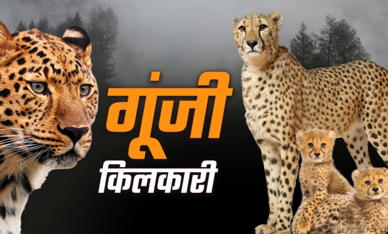 Big success of cheetah conservation in India: Two little cubs born in Kuno