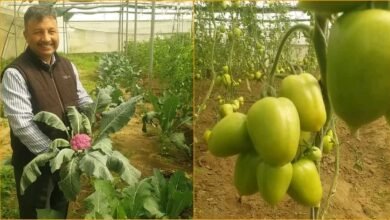 Krishi Vigyan Kendra Dhakrani has prepared new saplings of pumpkin and tomato, farmers are excited