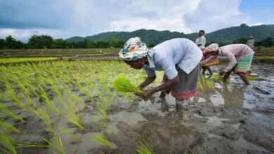 Permission granted for summer paddy cultivation in Khatima, emphasis on groundwater conservation