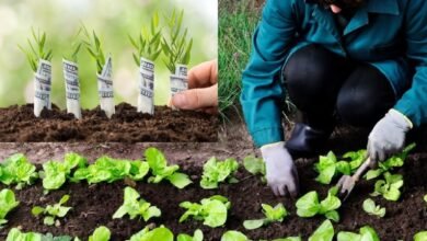 Big disclosure on plantation in Uttarakhand: Lakhs of saplings were planted, but most of them did not survive