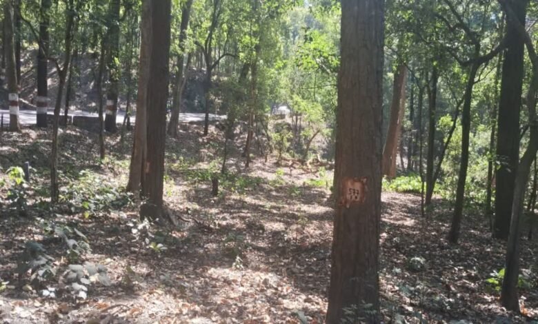 Dehradun-Rishikesh highway widening: 3 thousand trees sacrificed, protest by environmentalists continues