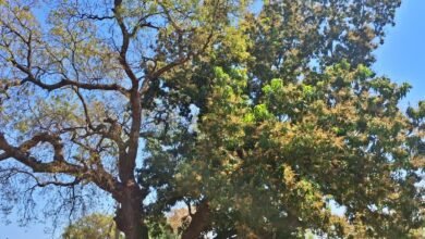 Miracle of nature in Palamu: Unique confluence of mango and neem on the same tree