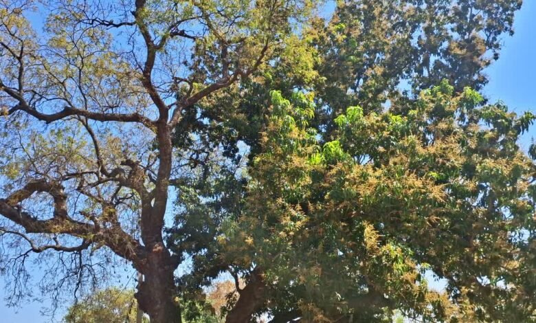 Miracle of nature in Palamu: Unique confluence of mango and neem on the same tree