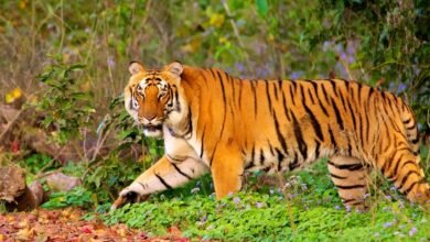 Tiger census completed for the first time in Ramnagar forest division, number may increase