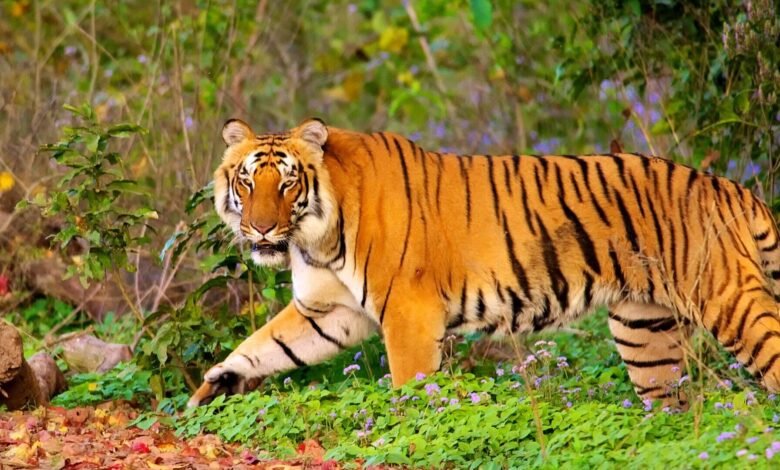 Tiger census completed for the first time in Ramnagar forest division, number may increase