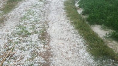Weather havoc in Uttarakhand: Hailstorm in many districts including Berinag, crops destroyed