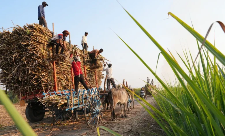 Revolution in sugarcane production through AI: 1000 farmers of Maharashtra benefited