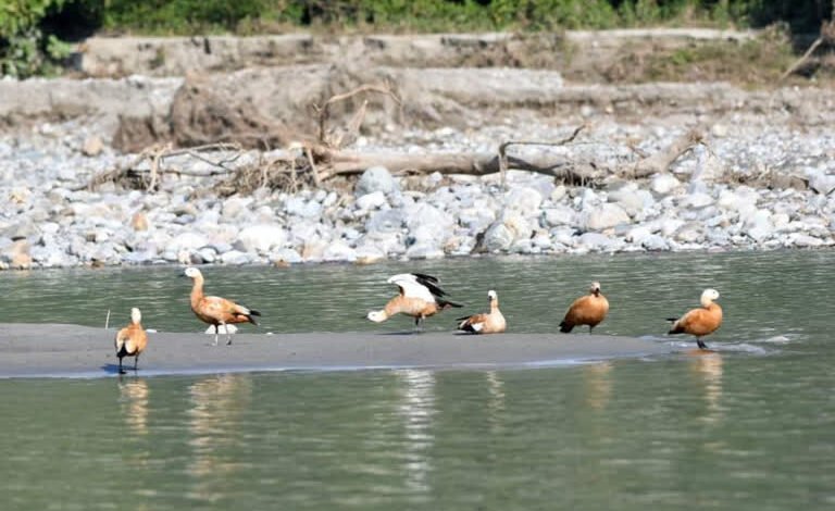 Ramnagar: Siberian birds start returning home, silence prevails in the reservoirs of Kosi river