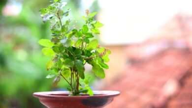 Tulsi plant care in summer: Know how to keep the plant green and safe