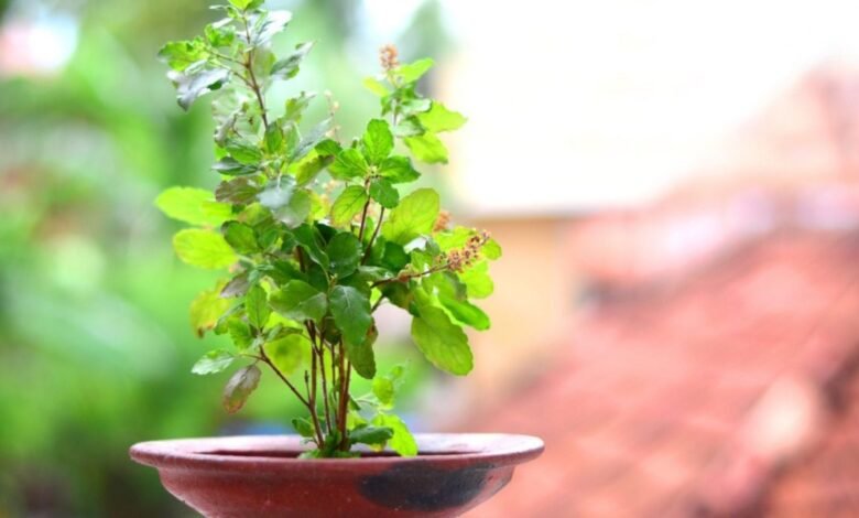 Tulsi plant care in summer: Know how to keep the plant green and safe