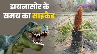 Uttarakhand gets its first cycad garden, a historic step in the conservation of extinct plants