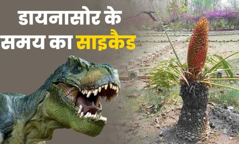 Uttarakhand gets its first cycad garden, a historic step in the conservation of extinct plants