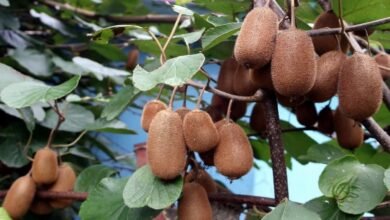 Kiwi Policy 2025 implemented in Uttarakhand: Up to 70% subsidy to farmers, horticulture will be done in 3500 hectares by 2031