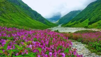 Trekking to Valley of Flowers begins with Chardham Yatra, season will open from June 1