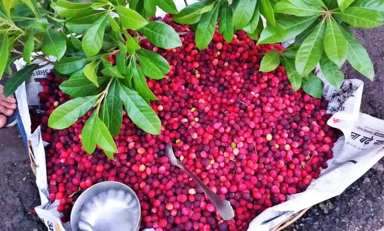Kafal blooming in Dhanolti: Traditional fruit has become the star of today's demand