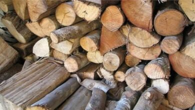 The fame of Uttarakhand's timber increased across the country, Haldwani became a major trading center