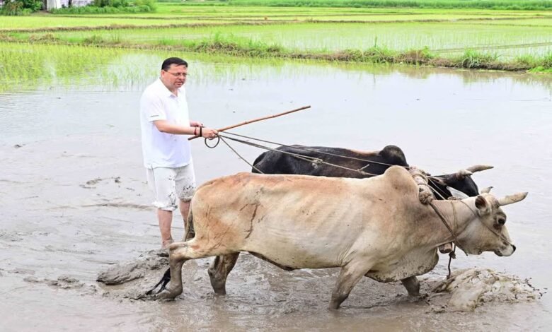 CM Dhami planted paddy in Khatima, honored the farmers who sweated in the field