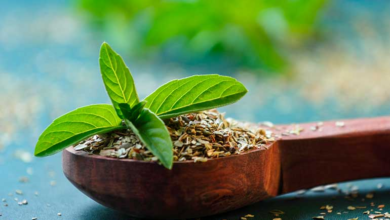 Tulsi helps in controlling diabetes: Positive results found from scientific research