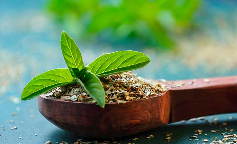 Tulsi helps in controlling diabetes: Positive results found from scientific research