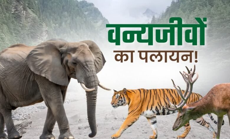 Rain wreaks havoc in Uttarakhand forests, wildlife migration and human-forest conflict on the rise