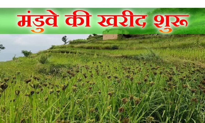 Mandua procurement drive begins in Uttarakhand, farmers will get Rs 48.86 per kg