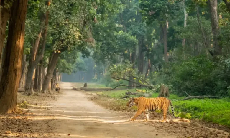 Corbett Tiger Reserve to reopen on October 15, safari season to begin in Bijrani Zone, boosting tourism and local businesses