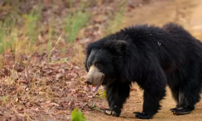A bear attack in Dharchula left a villager seriously injured and referred to Haldwani; panic grips the area.