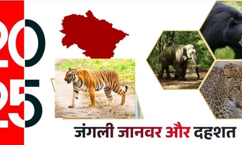 2025: When the fear of the forest overwhelmed the people of Uttarakhand