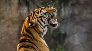 Tiger terror in Ramnagar: Three attacks in a week, two deaths cause panic in the area.