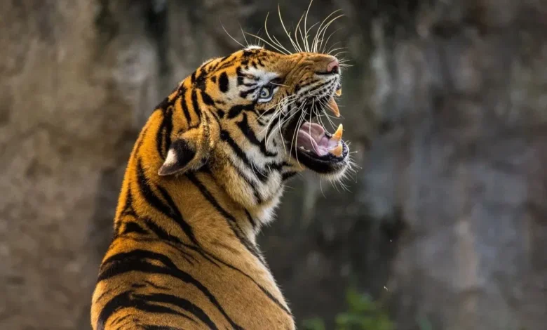 Tiger terror in Ramnagar: Three attacks in a week, two deaths cause panic in the area.
