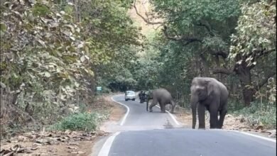 An elephant displayed remarkable compassion in the Ramnagar forest, winning hearts by safely guiding its disabled companion across the road.