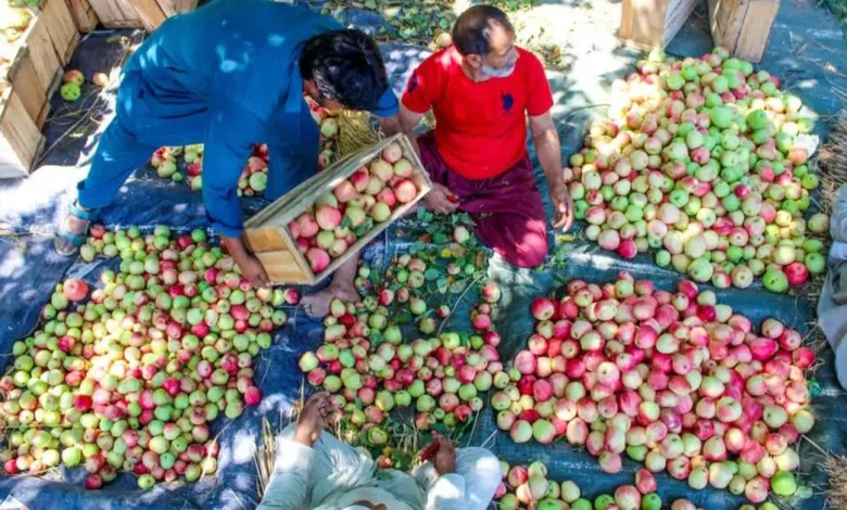 Himalayan apple farmers uneasy over India-US trade framework, fearing cheap imports
