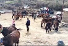 Preparations for the Kedarnath Yatra are in full swing, with registration of 1,500 horses and mules complete, microchipping and insurance mandatory; learn about the new rules.