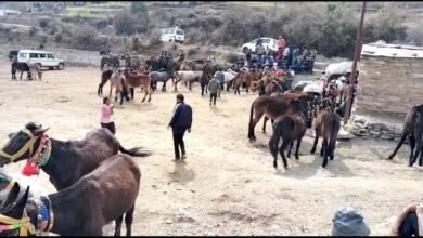 Preparations for the Kedarnath Yatra are in full swing, with registration of 1,500 horses and mules complete, microchipping and insurance mandatory; learn about the new rules.