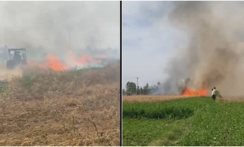 Jaspur Wheat Field Fire 2026: A short circuit in Jaspur, destroying 20 bighas of wheat fields and destroying the hard work of two farmers for a year.