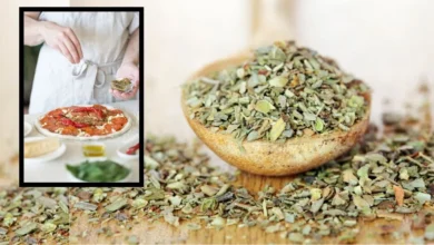 Oregano Health Benefits: 'Oregano', which enhances the taste of pizza and pasta, is a storehouse of medicinal properties. Learn how to make it at home!