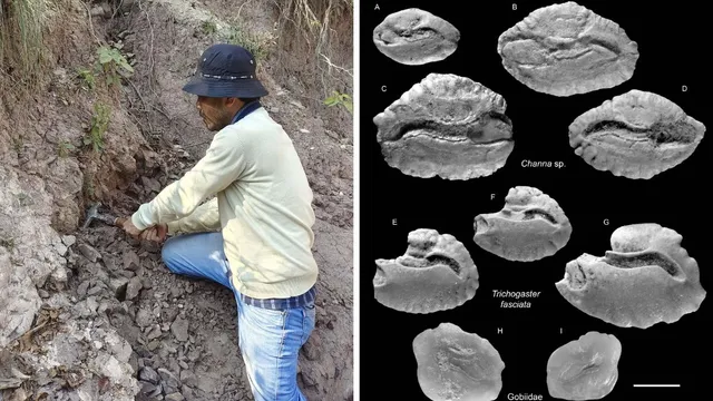 Dehradun Fossil Discovery: 4.5 million-year-old fish found in Mohand, Dehradun, a major discovery in Himalayan history.