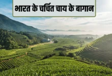 Tea Gardens in India: Prime Minister visits Assam's gardens, learn about India's 5 famous tea gardens that are renowned worldwide.