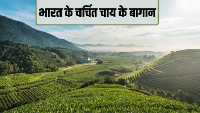 Tea Gardens in India: Prime Minister visits Assam's gardens, learn about India's 5 famous tea gardens that are renowned worldwide.
