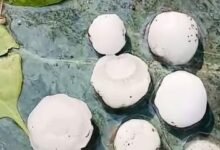 Pithoragarh Hailstorm: Hailstorm Turns into a Calamity in Pithoragarh; 200-Gram Hailstones Wreak Havoc!