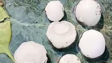 Pithoragarh Hailstorm: Hailstorm Turns into a Calamity in Pithoragarh; 200-Gram Hailstones Wreak Havoc!